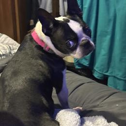 Kacey - Boston Terrier