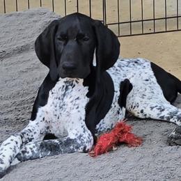Boy 1 - male German Shorthaired Pointer puppy in Temple, Georgia from DreamN German Shorthaired Pointers