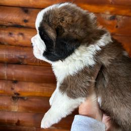 Blue collar - Brown and white male Saint Bernard puppy in New York from Johnson Farms