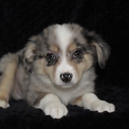 Thyme - Blue merle Miniature Australian Shepherd puppy in Paris, Texas from Kuttin’ Up Mini Aussies