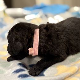 Goldendoodle and Poodle Puppies from Southern Stroll Poodles & Doodles