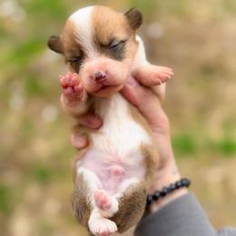 Wrangler - Red and white male American Corgi puppy in Solon Springs, Wisconsin from Werpstead Shorties