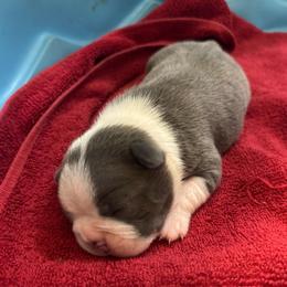 M. Blue Male 2 - Blue male Boston Terrier puppy in Mc Donough, Georgia from Ballard Boston Terriers