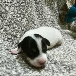 Border Collie and Jack Russell Terrier Puppies from CP FARMS BORDER COLLIES N JACKS CORP
