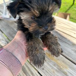 Atlas - Black and tan male Yorkshire Terrier puppy in Tulsa, Oklahoma from Yorker Puppy Palace