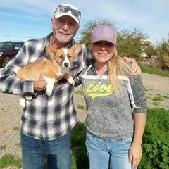 Pembroke Welsh Corgi Puppies from Dream Catcher Corgis