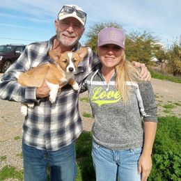 Pembroke Welsh Corgi Puppies from Dream Catcher Corgis