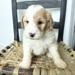 Nutmeg - Parti Goldendoodle puppy in Fayetteville, Arkansas from Silver Hill Farm