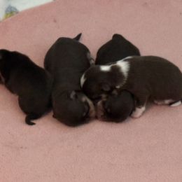 Chihuahua puppies from Exotic City Pomeranians and chihuahuas