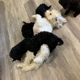 Goldendoodle Puppies from Our Darling Doodles