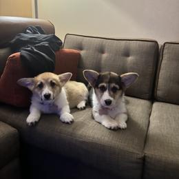 Pembroke Welsh Corgi Puppies from Blue Angel Kennels