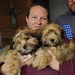 Shorkie All Grown Up from Roover's Oklahoma Shorkies