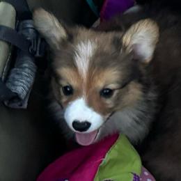 JCoop - Sable male Pembroke Welsh Corgi puppy in Benjamin, Utah from Nuna’s  Corgis