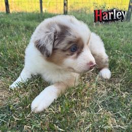 HARLEY - Red Merle Female - Red merle female Australian Shepherd puppy in Gainesville, Texas from Lady Luck Aussies