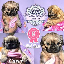 Casey - Red female Shih Tzu puppy in Sacramento, California from NANA’S  QUALITY SHIH TZU'S