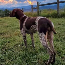 German Shorthaired Pointers and Poodles from Four Fillies Farm