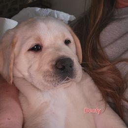 Labrador Retriever Puppies from Howard English Labradors