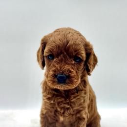 Cookie - Red female Cavapoo puppy in La Vernia, Texas from Texas Teddy Bears