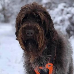 Wirehaired Pointing Griffons from Pine Barren Griffons