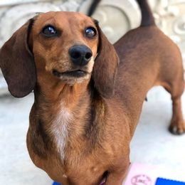 Dachshunds from Brookside Dachshunds