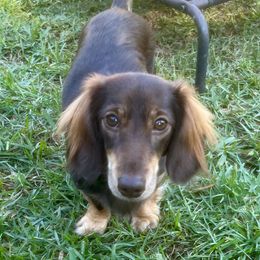 Penny - Dachshund