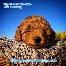Rusty (Russet Collar) - Red  male Poodle puppy in Dolan Springs, Arizona from High Desert Companions