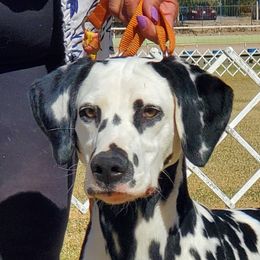 Sydney - Dalmatian
