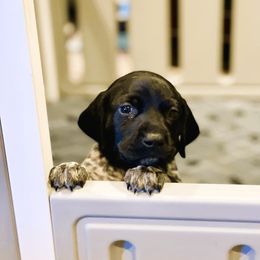 German Shorthaired Pointer Puppies from MaggieMae Andersen