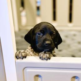 German Shorthaired Pointer Puppies from MaggieMae Andersen