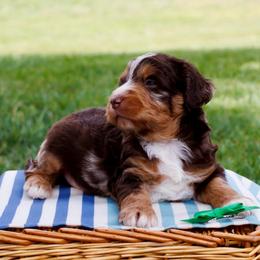 Piper's Red Merle Boys - Red merle male Aussiedoodle puppy in Burkesville, Kentucky from Bline’s Awesome Aussies & Doxies at the Bline Family Farm