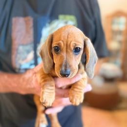 Razz - Red female Dachshund puppy in Gavilan Hills, California from Bacchanal Kennel/Ranch