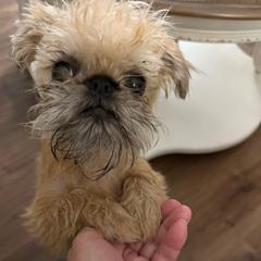 Mr Doolittle - Red male Brussels Griffon puppy in Elkland, Missouri from Hawk Pond Brussels Griffon