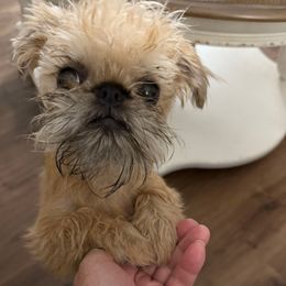 Mr Doolittle - Red male Brussels Griffon puppy in Elkland, Missouri from Hawk Pond Brussels Griffon