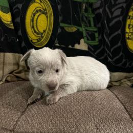 Ariel - Red speckled female Australian Cattle Dog puppy in Floyd, Virginia from Southern Charm Heelers