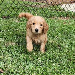 Goldendoodle Puppies from Lucky's Doodlez
