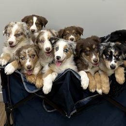 Australian Shepherd Puppies from E&C Australian Shepherds