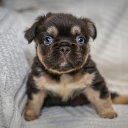 BJ - Tricolors male French Bulldog puppy in Violet Hill, Arkansas from Obduro Bullies and Frenchies