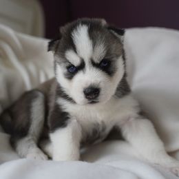 Rainer - Black and white male Siberian Husky puppy in Wiscasset, Maine from Running with Huskies