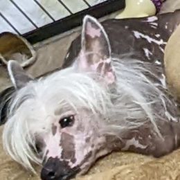 Chihuahuas and Chinese Cresteds from Harris K-9's