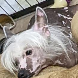 Chihuahuas and Chinese Cresteds from Harris K-9's
