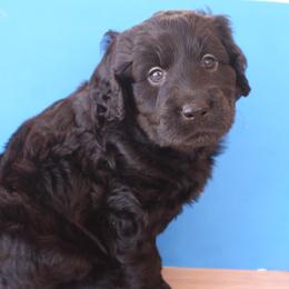 Max - Black male Labradoodle puppy in Apache Junction, Arizona from Loving Doodle