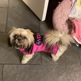 Zoey - Shih Tzu