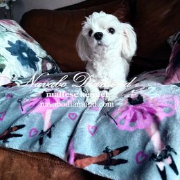 Boy 2 Emerald - White male Maltese puppy in Snowville, Utah from Navabo Diamond
