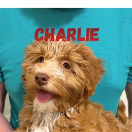 Charlie (Lucky's Charlie Brown) - Red male Havanese puppy in Fielding, Utah from LUCKY HAVANESE