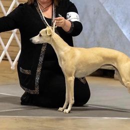 Whippet All Grown Up from Skyline Whippets