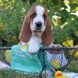 Tuna - Mahogany and white female Basset Hound puppy in Pollock, Missouri from Northstar