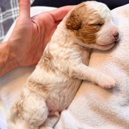Cavapoo Puppies from Patriot Pups Cavapoos