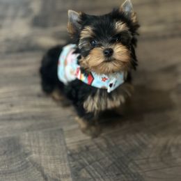 Yorkshire Terrier Puppies from Majestic Mountain Yorkies