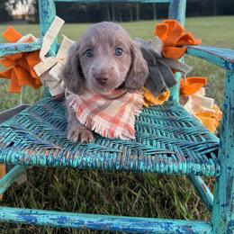 Maverick - Fawn (Isabella) male Dachshund puppy in New Albany, Mississippi from Double A. Doxies