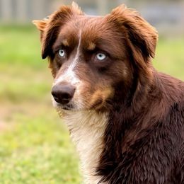 Cricket - Australian Shepherd